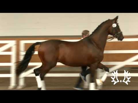 TK042 Trakehner Hengst von Impetus   Chronist   Verdenas