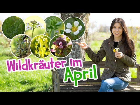 Wildkräuter im April - so wertvoll sind sie! 🌱 #wildkräuter #frühling #heilpflanzen #garten #april