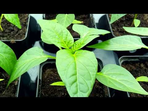 Paprika Frühanzucht unter Kunstlicht / Dachfenster 7 Wochen nach Aussaat