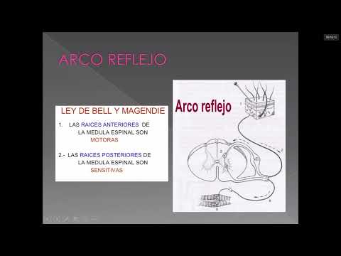 13. Reflejos - Clase de Fisiología