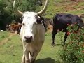 SEKOELE Sesotho Drama