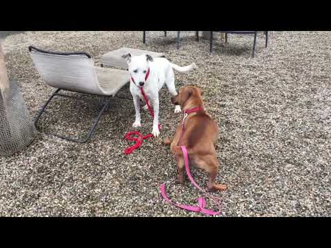 Shirley Florence, an adopted Australian Shepherd & Dalmatian Mix in Pasadena, CA_image-1