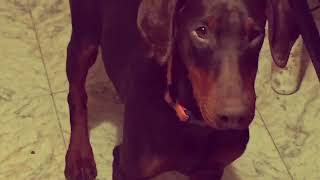 Allevamento Dobermann del Mount Marin - Cuccioli