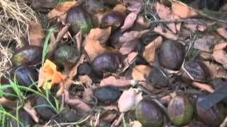 Miniatura do vídeo