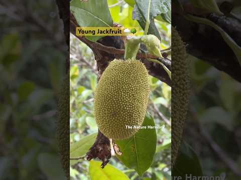Young Jackfruits in Gentle Rain | Farm Sounds 🌿 #shorts