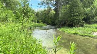 Forest River Flowing Water Sounds, Birds Chirping and Nature Sounds for Stress Relief and Deep Sleep