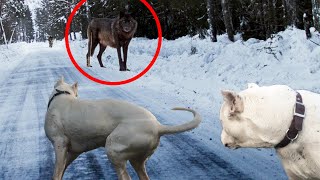 Dog Argentinian VS Haită De LUPI! Iată De Ce Sunt În STARE CÂINII În Lupta Cu Alte ANIMALE