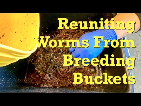 Merge ENC worm "breeder" buckets into a single bin - vermicompost