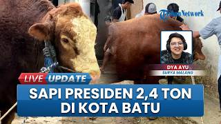 Sapi Simental 2,4 Ton Bantuan Presiden Prabowo Disembelih di Kota Batu, Budidaya dari Peternak Lokal