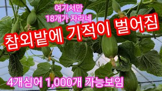 참외밭에 기적이~ 4 개로 1000개 딸수 있을듯~오이밭도 기적이 일어났습니다 인간극장,귀농,귀촌,전원일기,…
