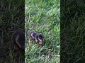 Miniature Dachshund dogs for sale: Juanita🐾❤️AKC Long Haired Beauty Miniature❤️🐾Call 717-201-9727 - Video 1