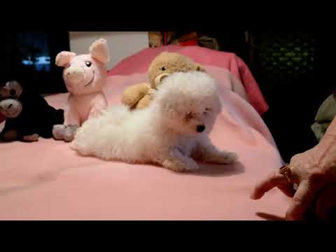 Bolognese puppy for sale