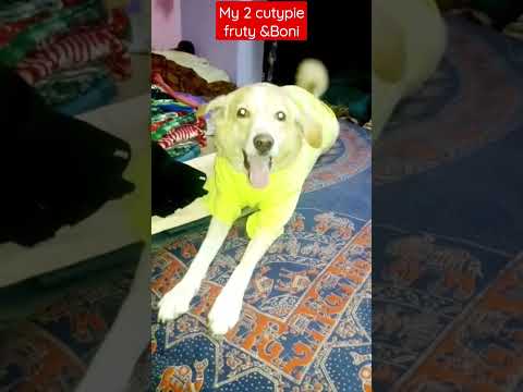 OMG 60 M🤩 #viral #doglover #dog #labrador #dogparents #petfamily  #labradorretriever#shortvideo