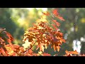 Heavenly Music 🎻 Violin & Cello 🍁Scenic Relaxation Film 🍁 Fall 4k