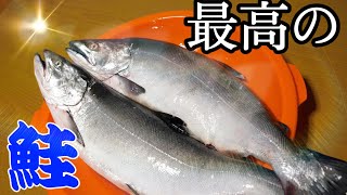I made the homemade “salmon flakes” and made rice balls by filtering the finest “Sakura mas”. video