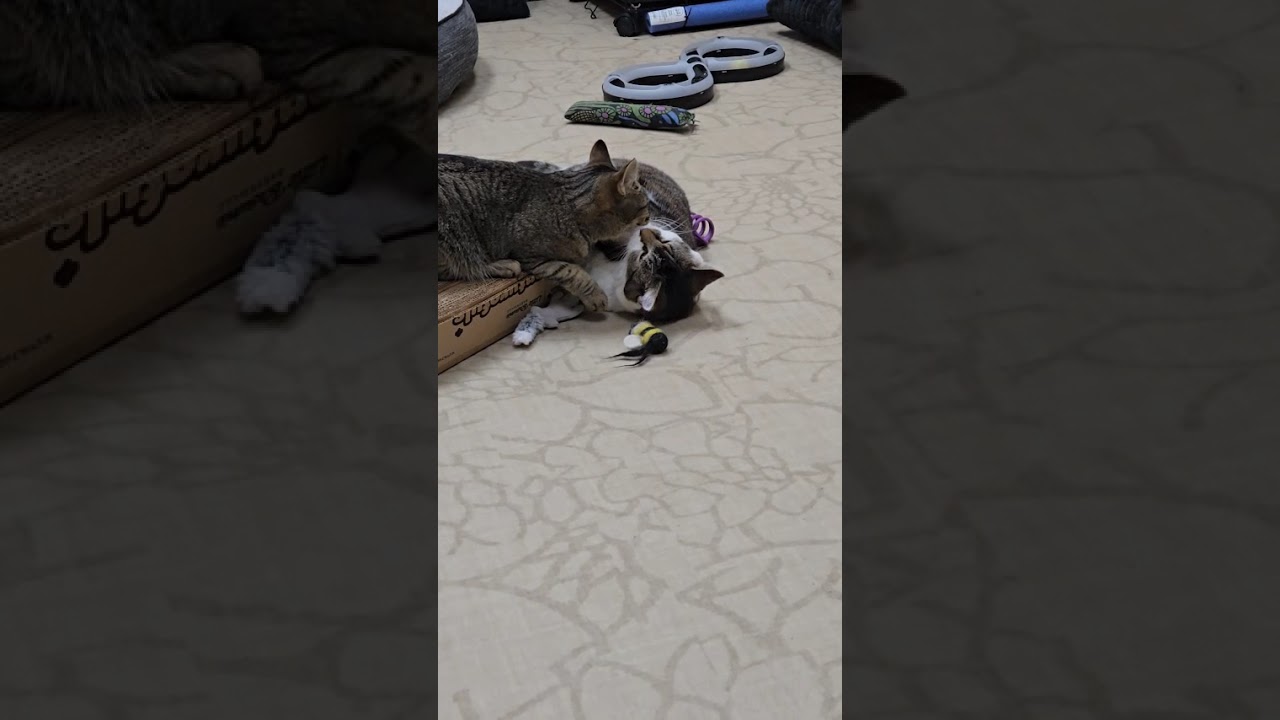 Enlarge Peanut Butter, a Adoptable Domestic Short Hair in Medina, OH video 6/6