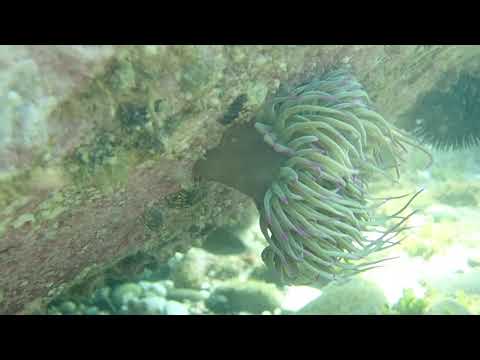 Anemonia viridis