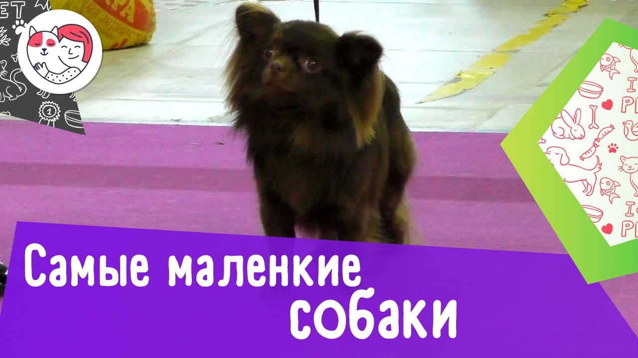 7 самых маленьких пород собак в мире