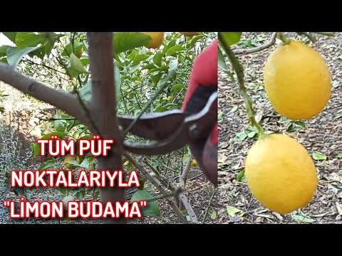 , title : 'Limon Ağacı Nasıl Budanır'