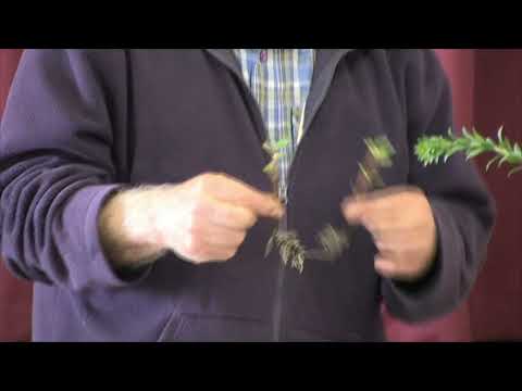 WGAP Propagation Day   6    Potting on