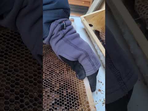 Skörda bibröd med bibrödströska