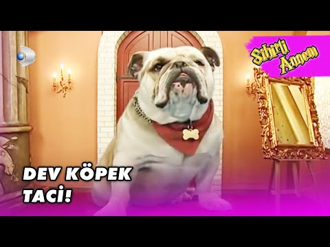 Dudu, Taci'yi BÜYÜK KÖPEK Yaptı! - Sihirli Annem Özel Klip