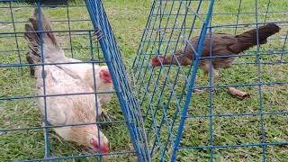 Harold Brown Grey Hens personal use and Boston RH Hen bounding soon to Indonesia