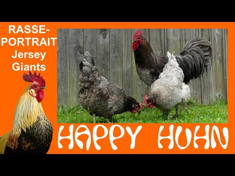 E36: Jersey Giant chickens in the breed portrait at HAPPY HUHN - color varieties Black and Blue G...