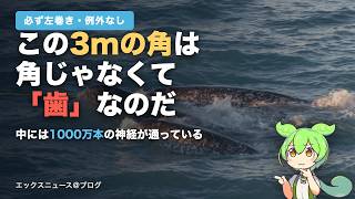 世界のどの水族館にも1頭もいないクジラ【イッカク徹底解説】