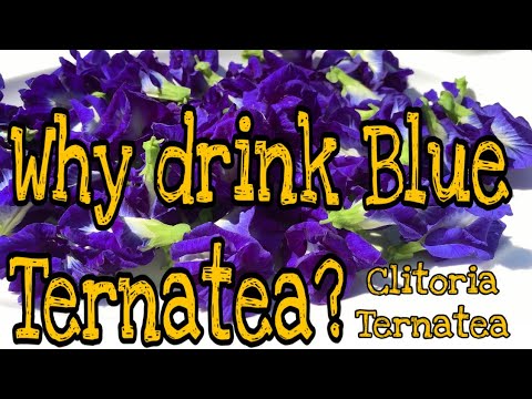 , title : 'TRENDING MIRACLE PLANT | AMAZING HEALTH BENEFITS OF CLITORIA TERNATEA | BUTTERFLY TEA |theeatonsquad'