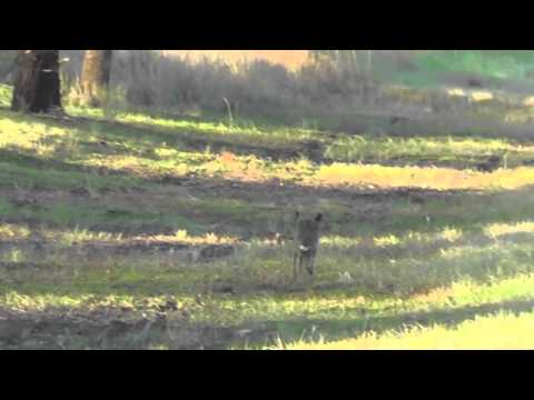 Rabbits and hares: spot the difference