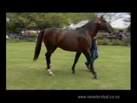 Badlands Hanover - Nevele R Stud, New Zealand