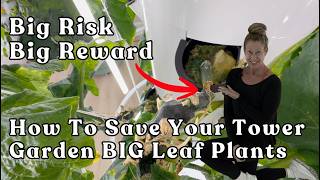 Big Risk Big Reward Easy Work Around To Save Your Tower Garden BIG Leaf Plants #towergarden