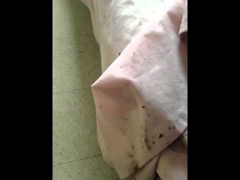 Severe Bed Bug Infestation in Asbury Park, NJ