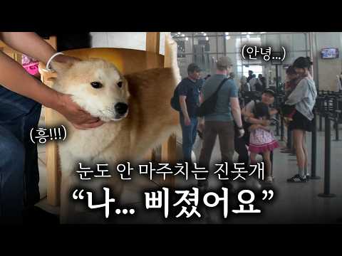 할아버지가 한국 돌아가는 날, 진돗개들이 이러는 건 처음 봐요
