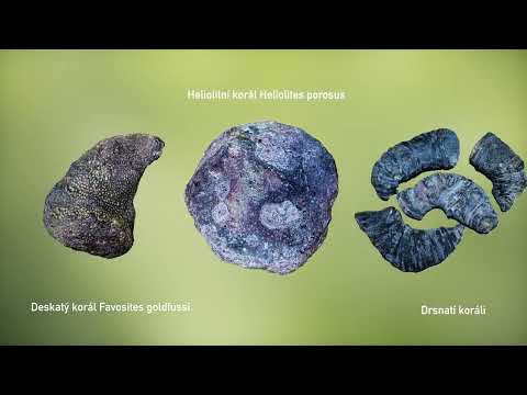 Náhled pro video reference