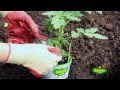 How To Plant Tomatoes