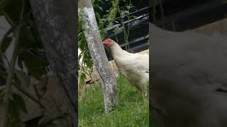 preview picture of video 'Chicken eating ants on a tree - Gabala, Azerbaijan'