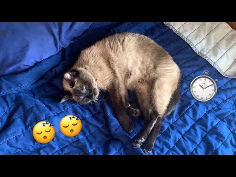 How many hours does a cat spend sleeping?