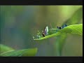 A Bug S Life Teaser Trailer
