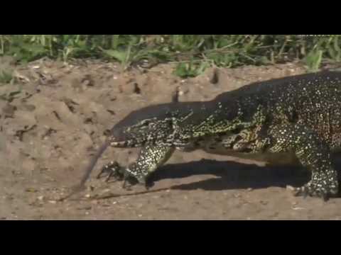 May 5, 2017- Sunset - It is rare to see a Water Monitor of this size. He is Huge!