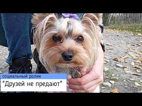социальный ролик про собак 'ДРУЗЕЙ НЕ БРОСАЮТ'