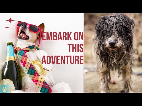 The ULTIMATE Guide to DOG Health