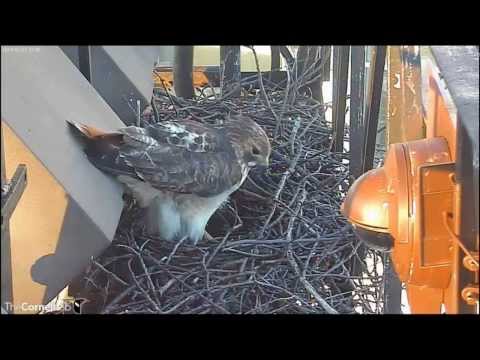 Cornell RTHA Cam   Ezra Brings In The New Furniture!  7:23 am  _2.27.14_