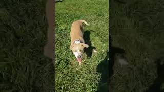 Video preview image #1 American Bulldog-Labrador Retriever Mix Puppy For Sale in Chico, CA, USA