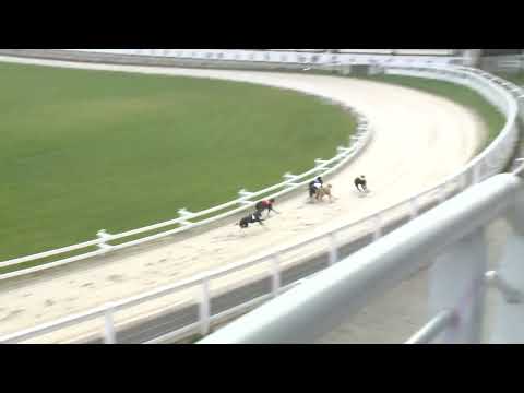 2022.11.26. 02. futam - WGO Nagydíj