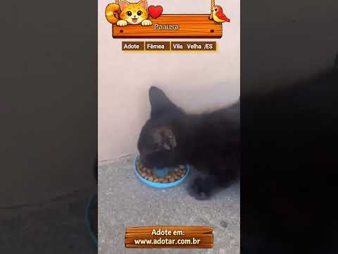 Vídeo de Pantera