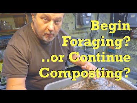 140-day worm bin on 8th day of foraging - vermicompost