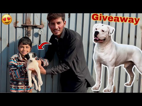 Gave away American bully puppies to the subscriber.