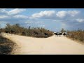 Sable Antelope Sighting